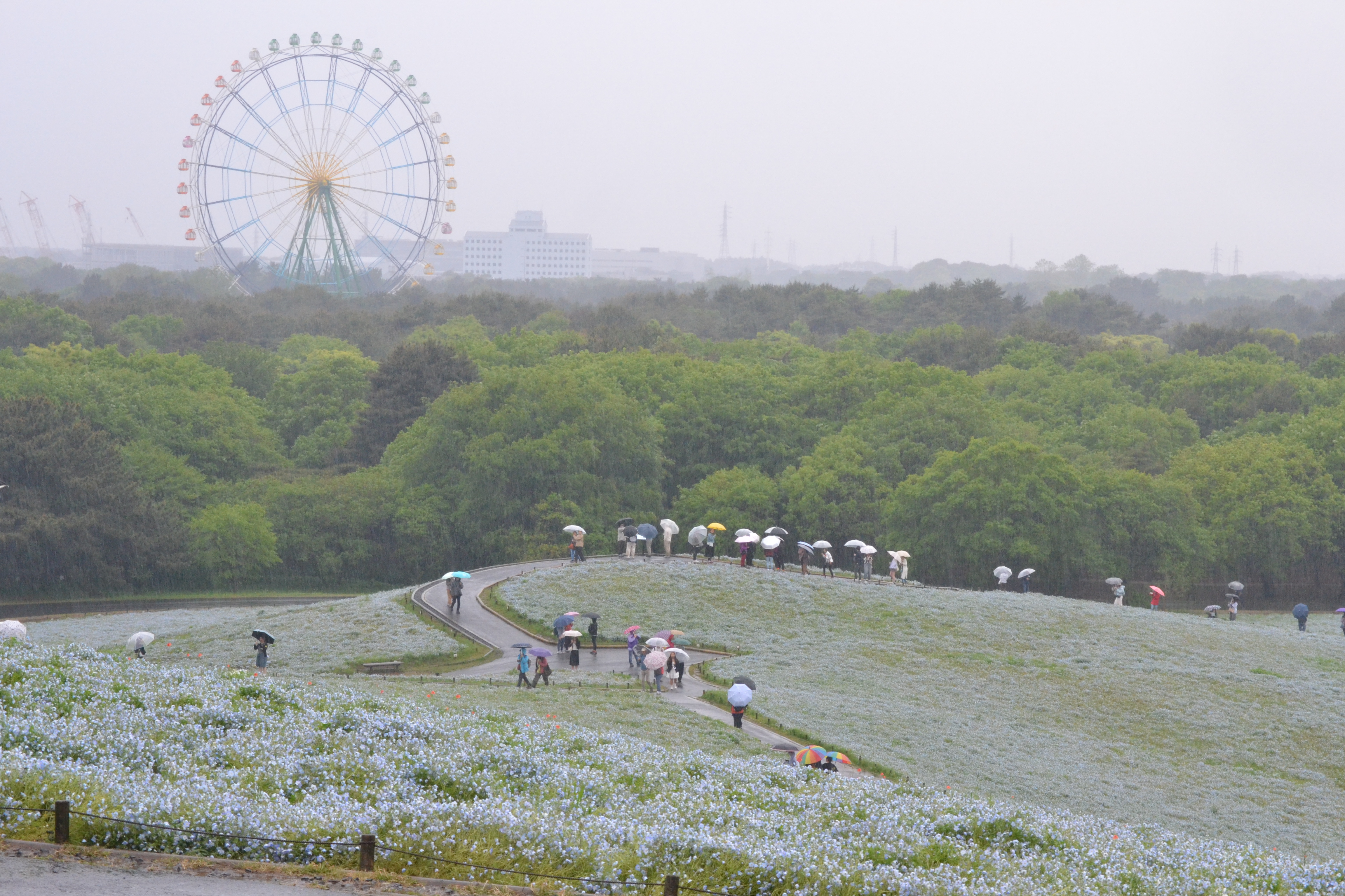 茨城レポート | ＧＷひたち海浜公園。雨天絶景"ネモフィラ"